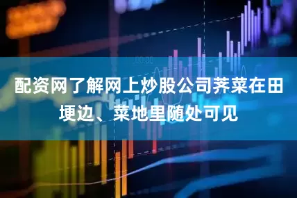 配资网了解网上炒股公司荠菜在田埂边、菜地里随处可见